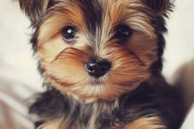 close-up-portrait-yorkshire-dog